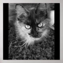 Spooky The Cat Poster