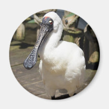 Spoon Bill Bird Magnet