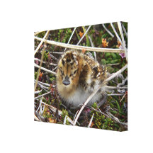 Spoon-Billed Sandpiper Chick Canvas Prints