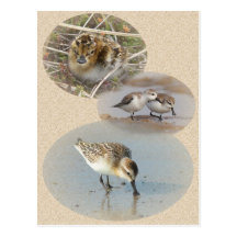 Spoon-Billed Sandpiper Info Card Postcard