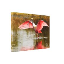spoonbill gallery wrap canvas