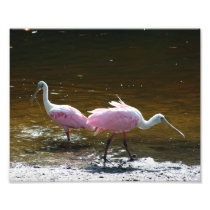 Spoonbills Feeding Photo