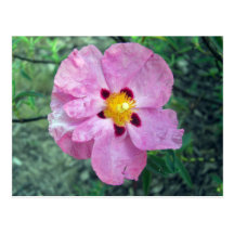 Spot Flower Unlined Notes Card Post Cards