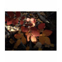 Spotlight Leaves; Customizable t-shirts