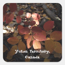 Spotlight Leaves; Yukon Territory, Canada Square Sticker