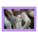 Spotted Cleaning Shrimp Greeting Cards