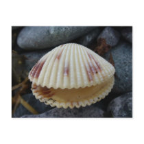 Spotted Cockle Shell, Dutch Harbour, AK
