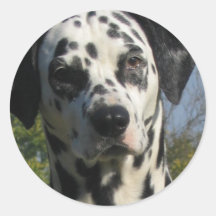Spotted Dalmation Sticker