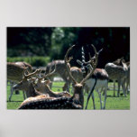Spotted Deer And Black Buck Antelope Posters