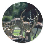 Spotted Deer And Black Buck Antelope Round Stickers
