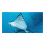 Spotted Eagle Ray Photo Card