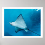 Spotted Eagle Ray Print