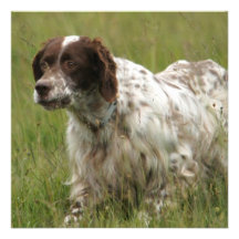 Spotted English Setter Dog Invitations