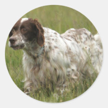 Spotted English Setter Dog Stickers