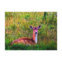 Spotted Gallery Wrap Canvas