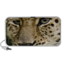 Spotted Leopard Speakers