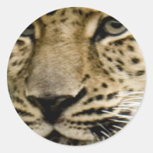 Spotted Leopard Stickers