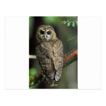 Spotted owl post cards