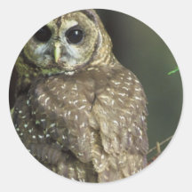 Spotted Owl Sticker