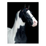 Spotted Saddle Horse Post Card