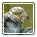 Spotted Seal Invitation
