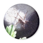 Spotted Spider Refrigerator Magnets