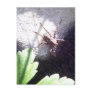 Spotted Spider Post Card
