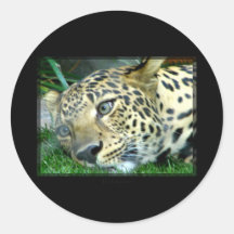 Spotted Sticker