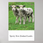 Spotty NZ Lambs posters