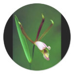Spreading pogonia stickers