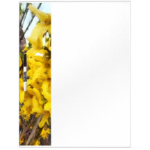Sprig of Forsythia Dry Erase White Board