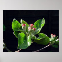 Spring apple blossom buds print