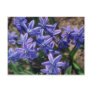 Spring Beauty, (Scilla Sibirica) flowers Post Cards