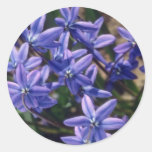 Spring Beauty, (Scilla Sibirica) flowers Round Sticker