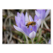Spring Bee 7x5 Photographic Print