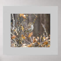 Spring Bird In A Shrub posters