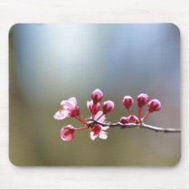 Spring Blooms