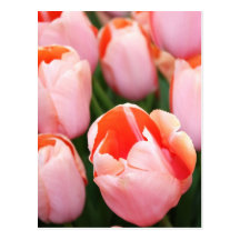 Spring blooms postcards