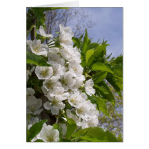 Spring Blossom Note Card