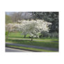 Spring blossom postcard