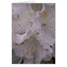 Spring Blossoms Greeting Card