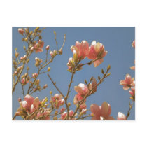 Spring Blossoms Postcards