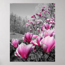 Spring Blossoms