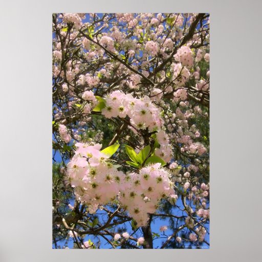 Spring Blossoms Print