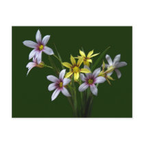 Spring Blue-Eyed Wildflower Postcard
