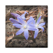Spring Blue ~ magnet