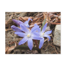 Spring Blue ~ postcard