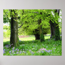 Spring Bluebell Forest Print