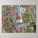 Spring Bluebird Poster posters