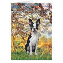 Spring - Boston Terrier #1 Greeting Card